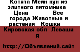 Котята Мейн-кун из элитного питомника › Цена ­ 20 000 - Все города Животные и растения » Кошки   . Кировская обл.,Леваши д.